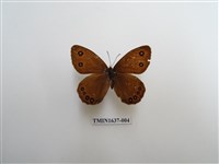 藏品(永澤蛇眼蝶)的圖片